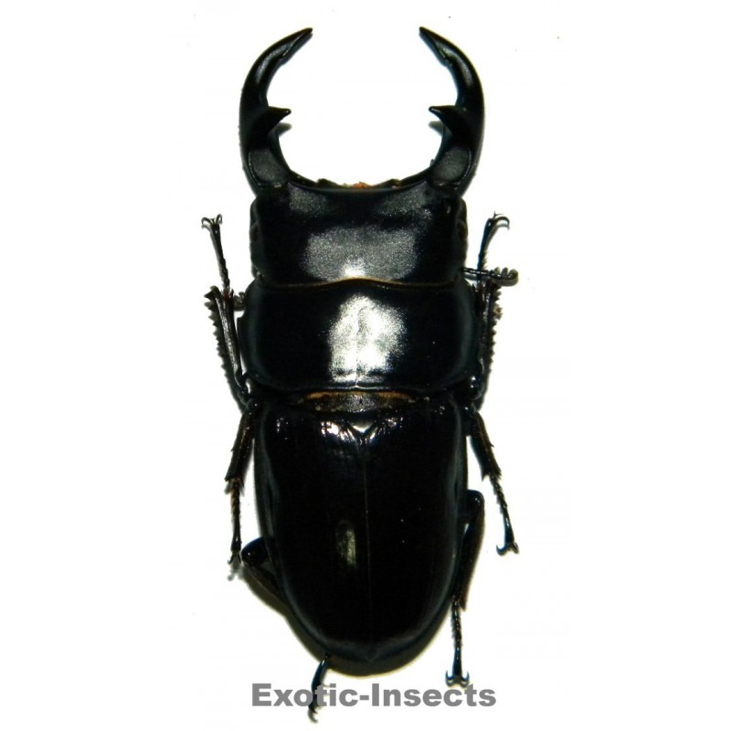 Dorcus parryi ritsemae  (60-64mm)