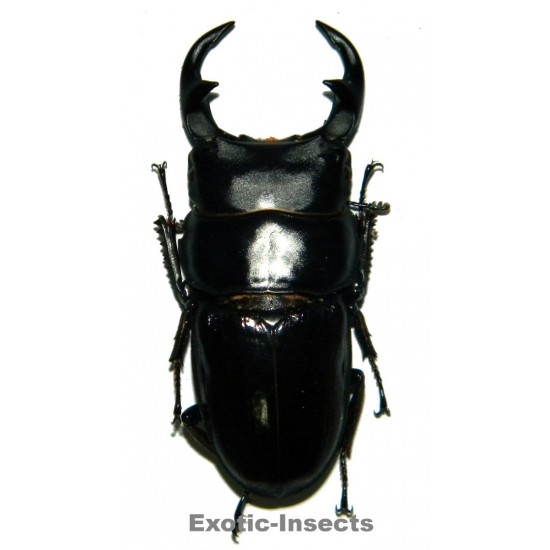 Dorcus parryi ritsemae  (60-64mm)