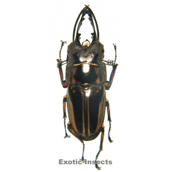 Prosopocoilus zebra nobuyukii (30-34mm)