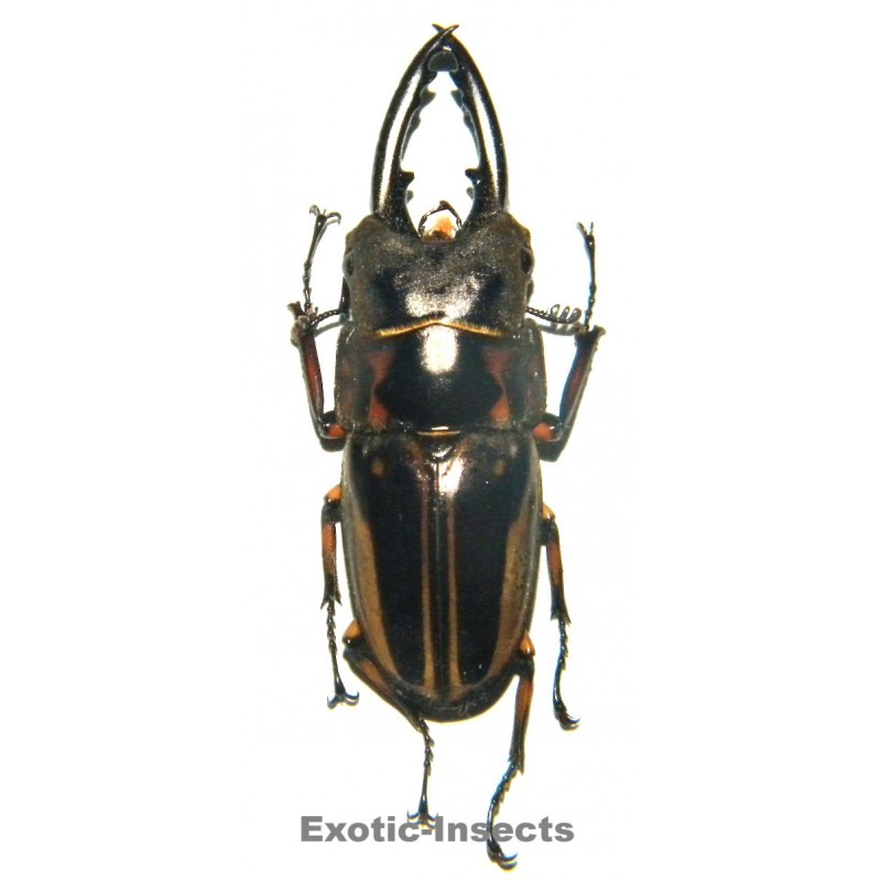 Prosopocoilus zebra nobuyukii (35-39mm)