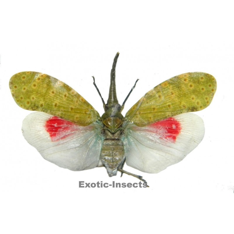 Pyrops alboroseus