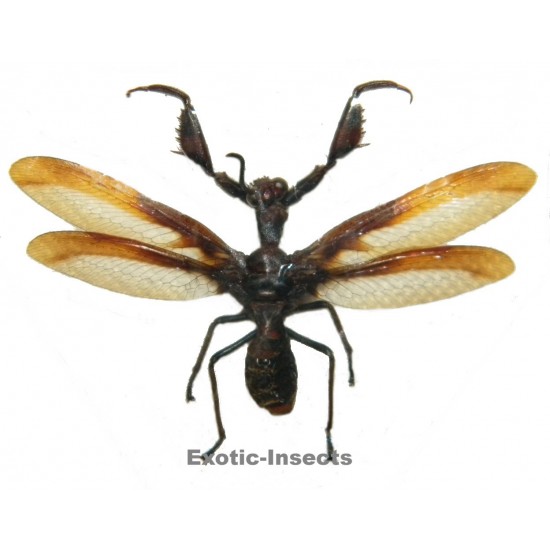 Mantispidae sp.04