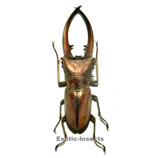 Cyclomatus canaliculatus freygesseneri (45-49mm)