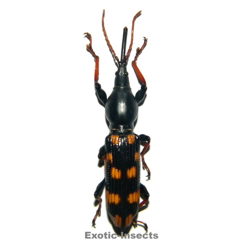Eutrachelus temminckii  (40-44mm)