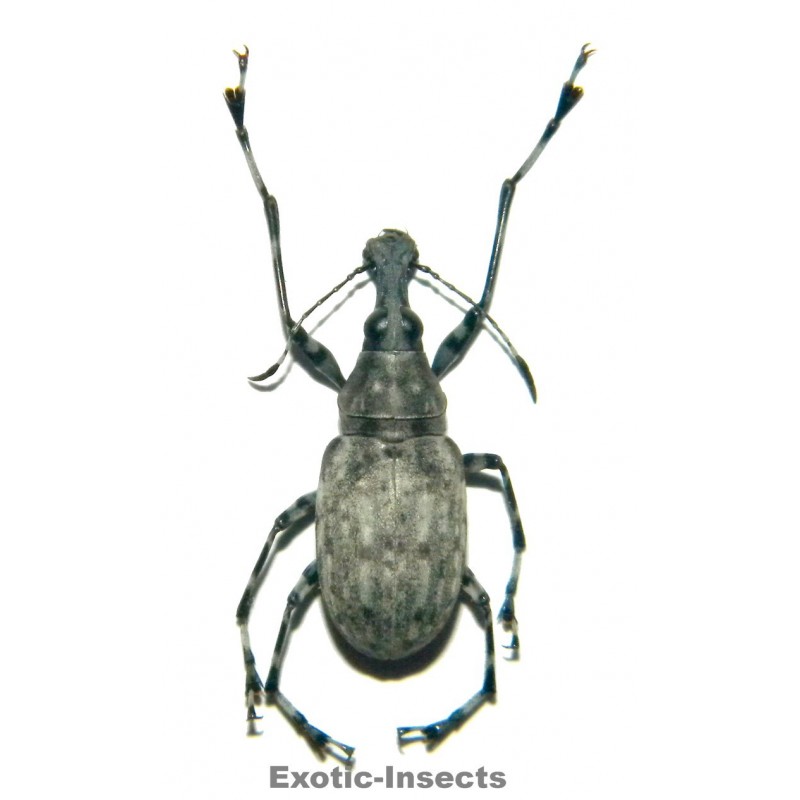 Acanthothorax longicornis