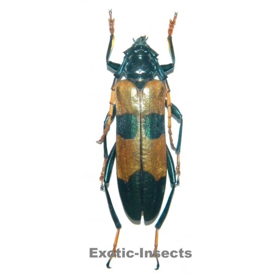 Huedepohliana suspecta