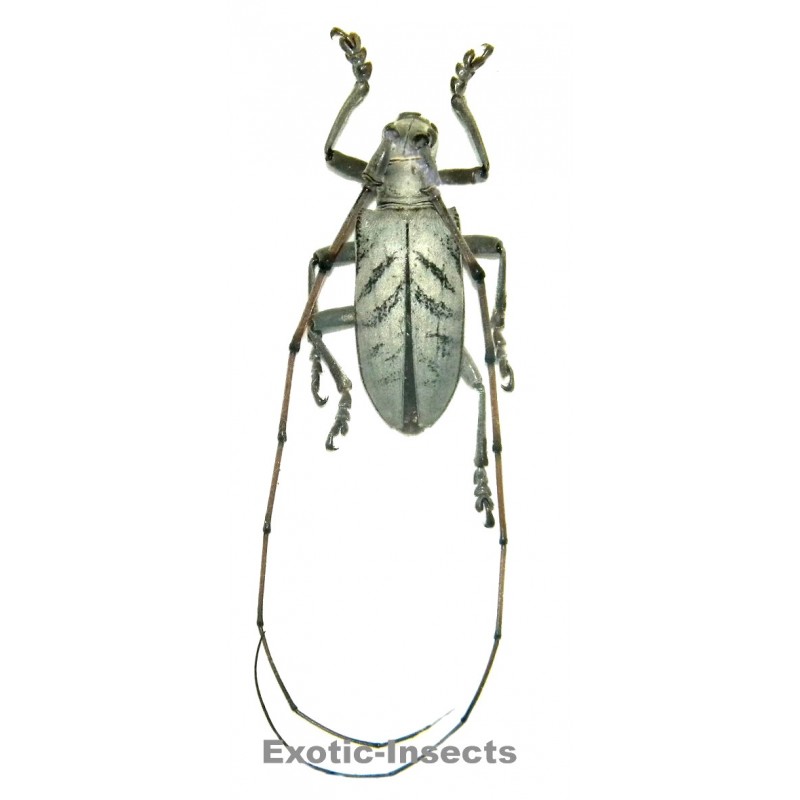 Cornuscoparia annulicornis  (33-36mm)