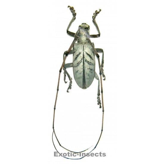 Cornuscoparia annulicornis  (33-36mm)