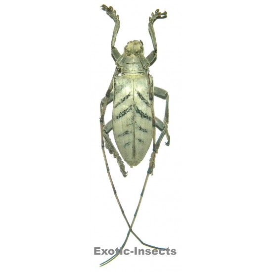 Cornuscoparia annulicornis  (33-36mm)