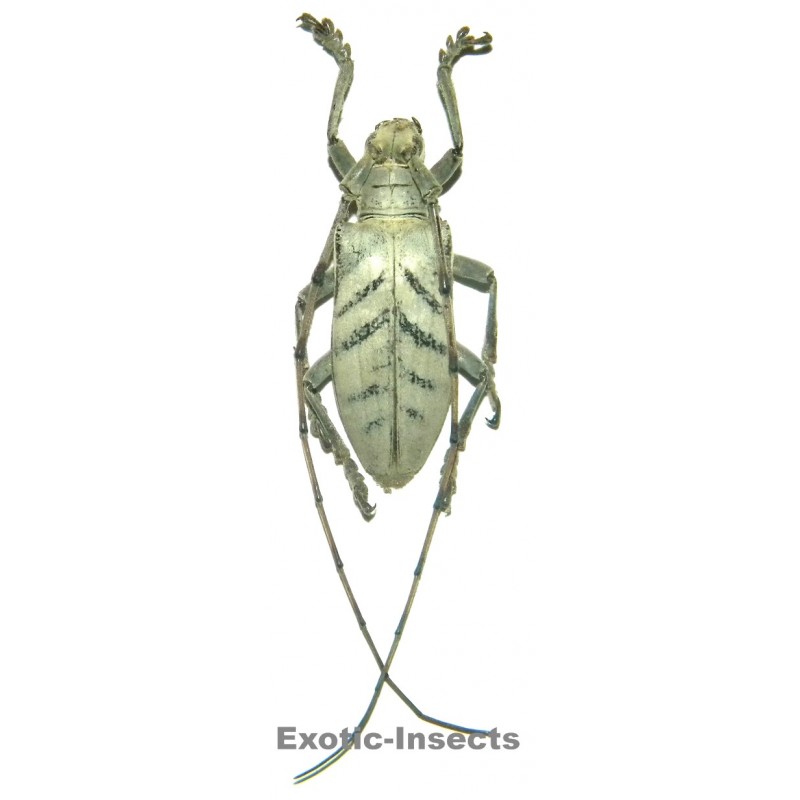 Cornuscoparia annulicornis  (33-36mm)