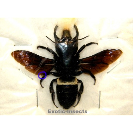 Megachile pluto (44mm)  SPECIMEN 4