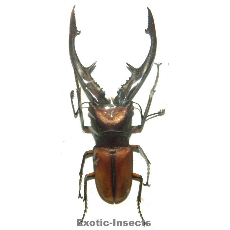 Cyclommatus tarandus tarandus (40-44mm)