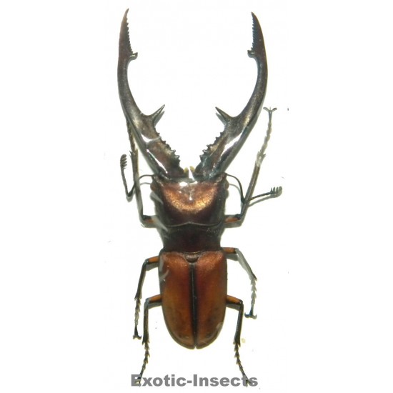 Cyclommatus tarandus tarandus (40-44mm)