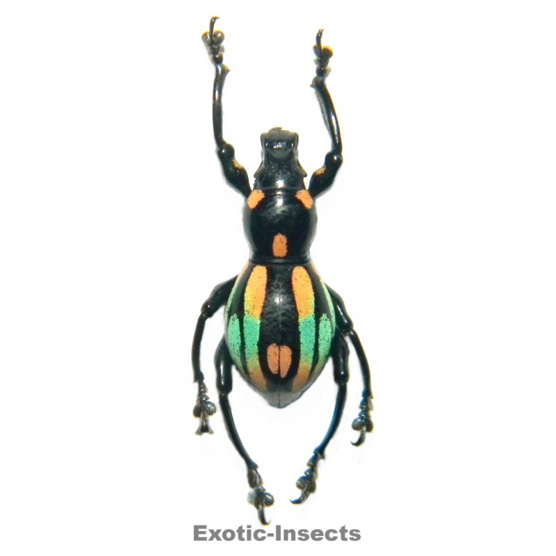 Pachyrhynchus dohrni  FORM 01