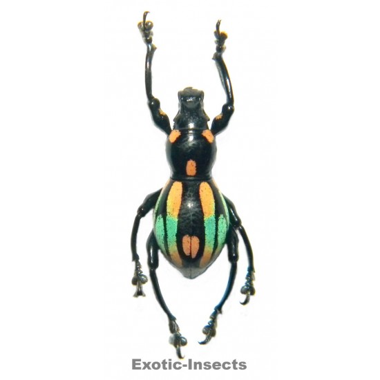 Pachyrhynchus dohrni  FORM 01