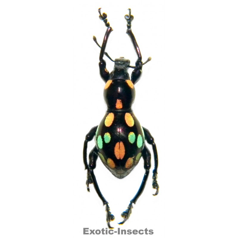 Pachyrhynchus dohrni  FORM 03