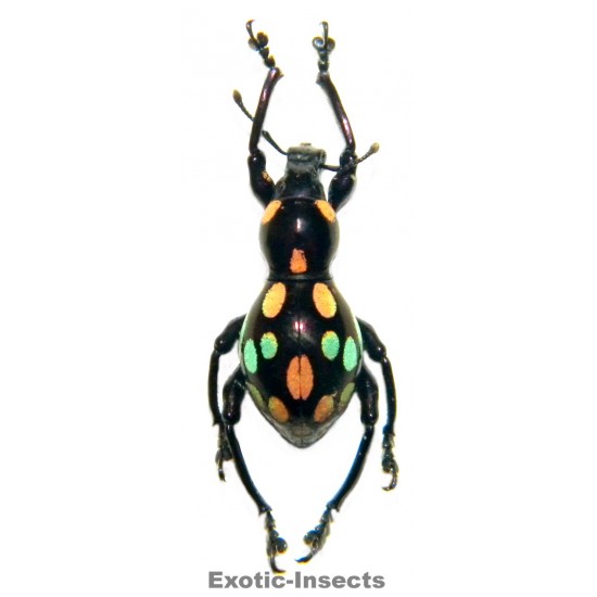 Pachyrhynchus dohrni  FORM 03