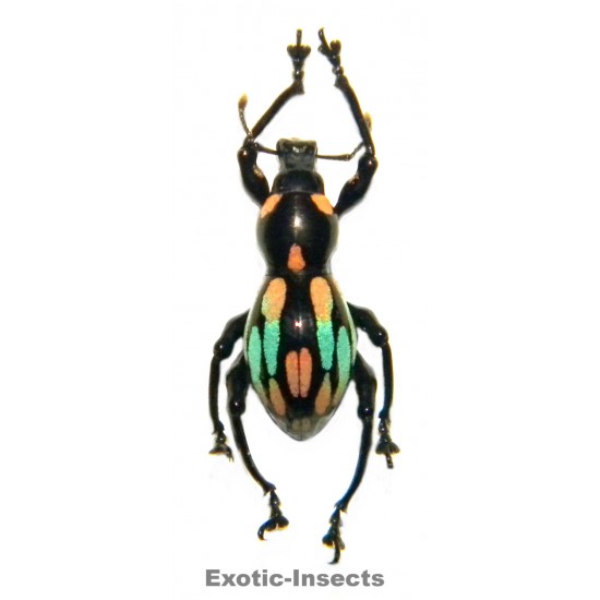 Pachyrhynchus dohrni  FORM 02