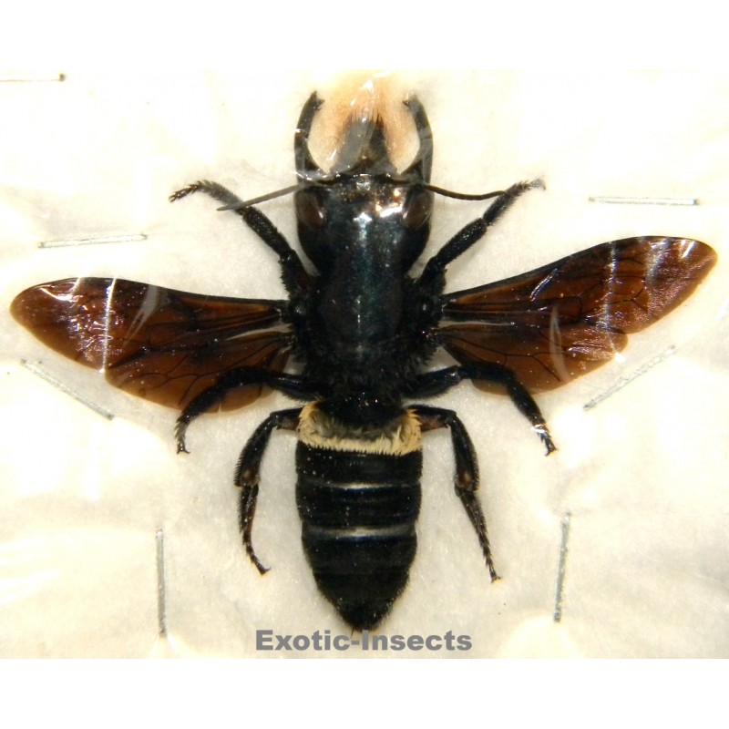 Megachile pluto (45mm)  SPECIMEN 6
