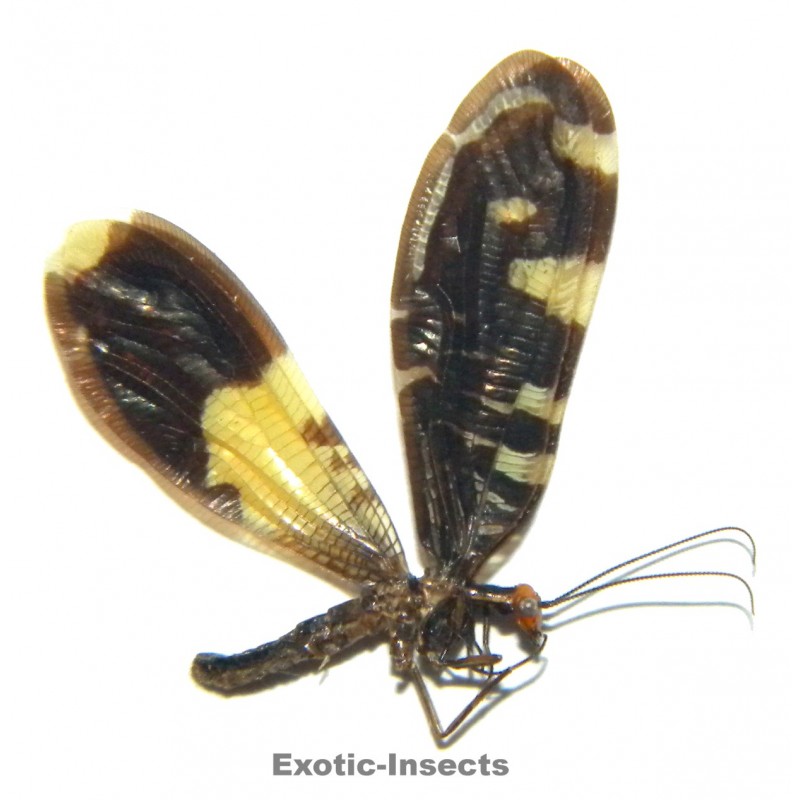 Porismus strigatus
