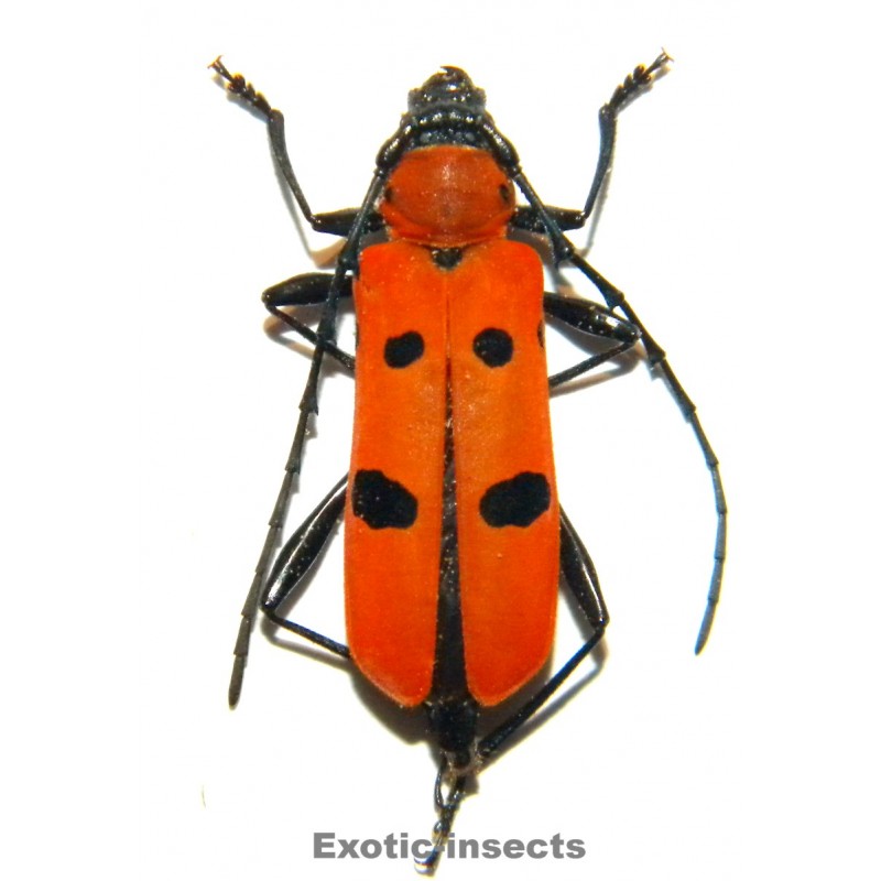 Rosalia laeta