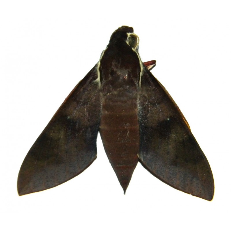 Gnathothlibus erotus