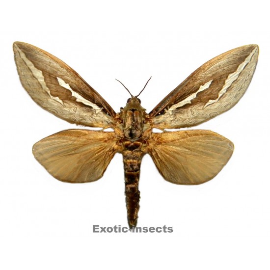 Abantiades labyrinthicus