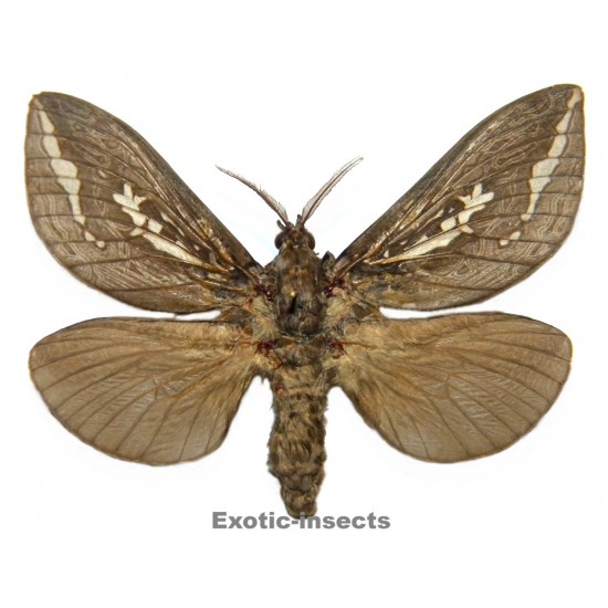 Abantiades atripalpis