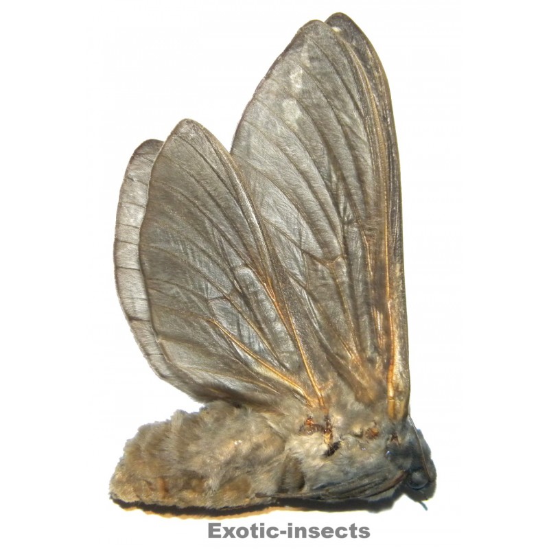 Abantiades atripalpis