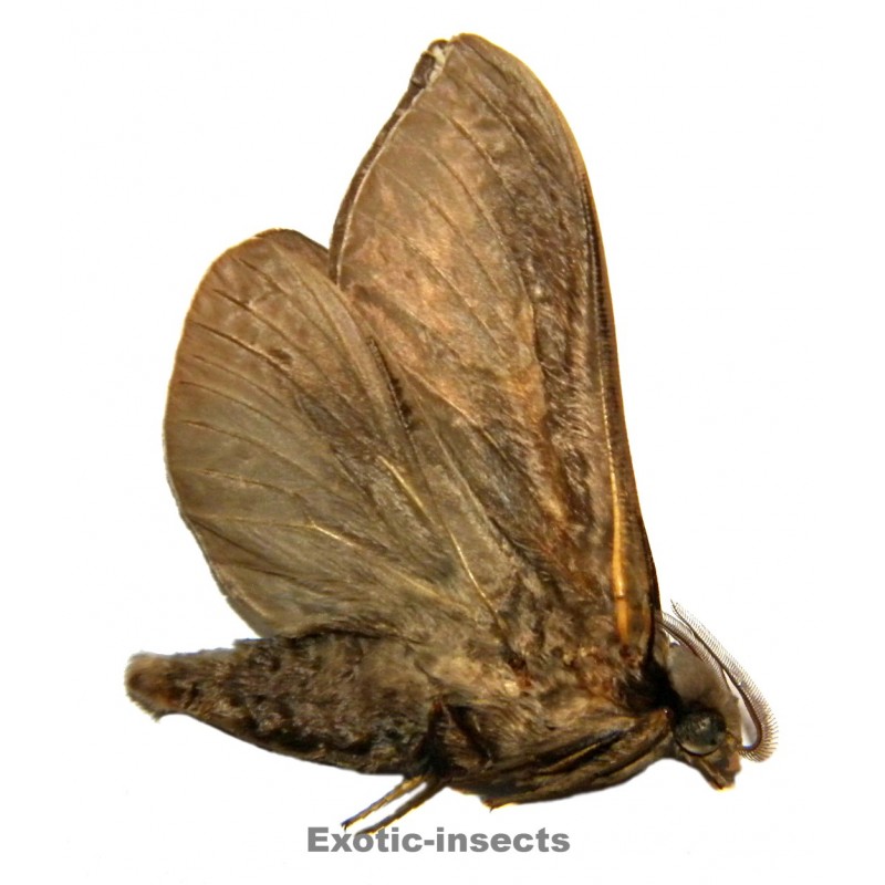 Abantiades argentata