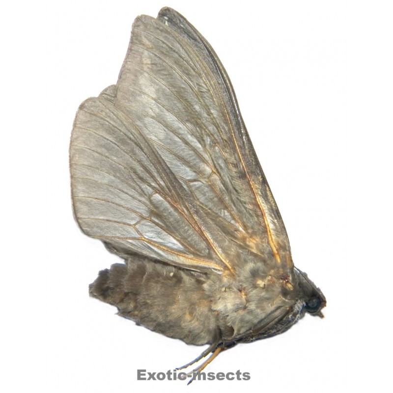 Abantiades argentata