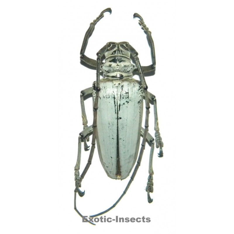 Rosenbergia papuana (48-52mm)