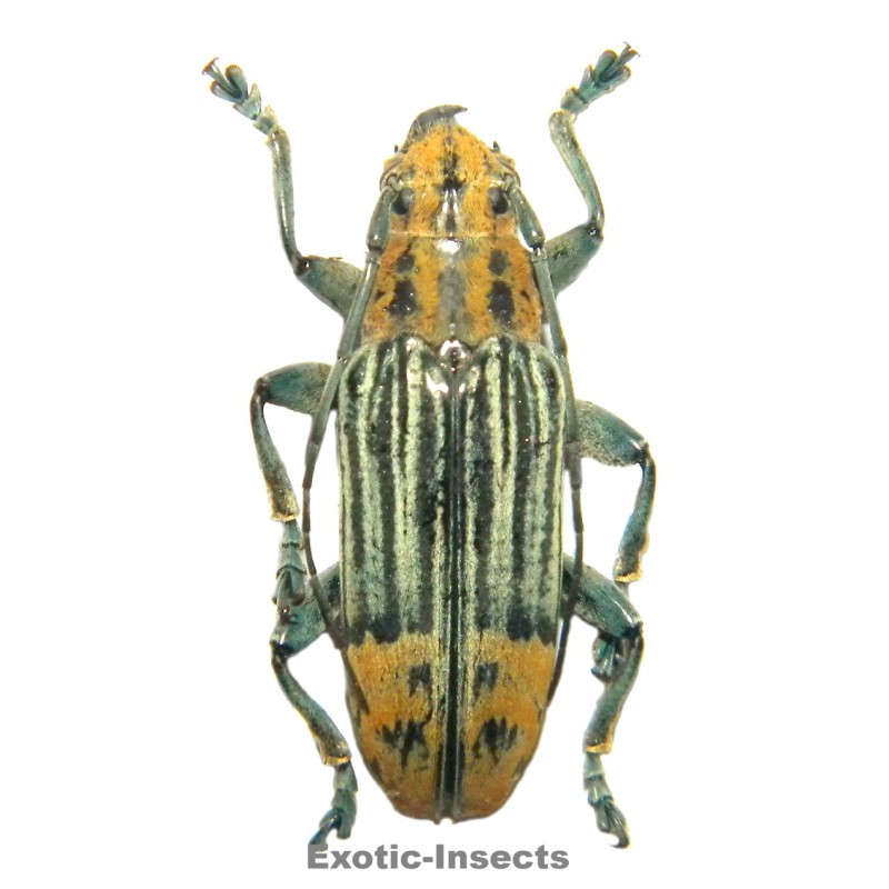 Tmesisternus elegans