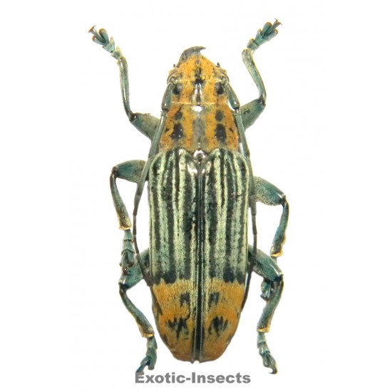Tmesisternus elegans