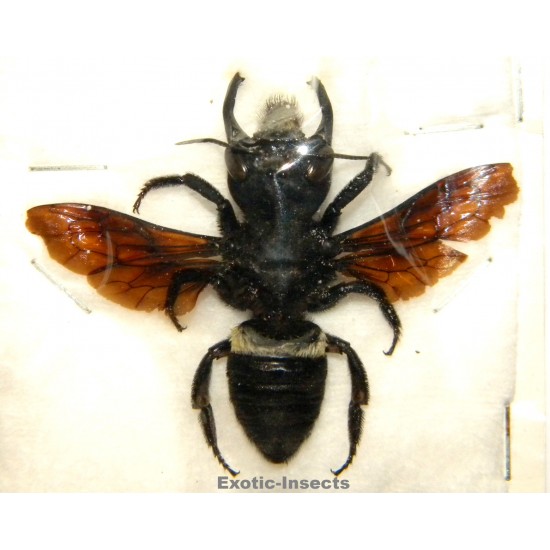 Megachile pluto (44mm)  SPECIMEN 2