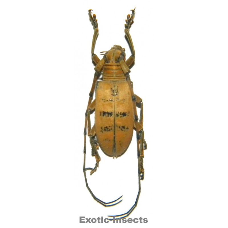 Nemophas tomentosus  (30-34mm)