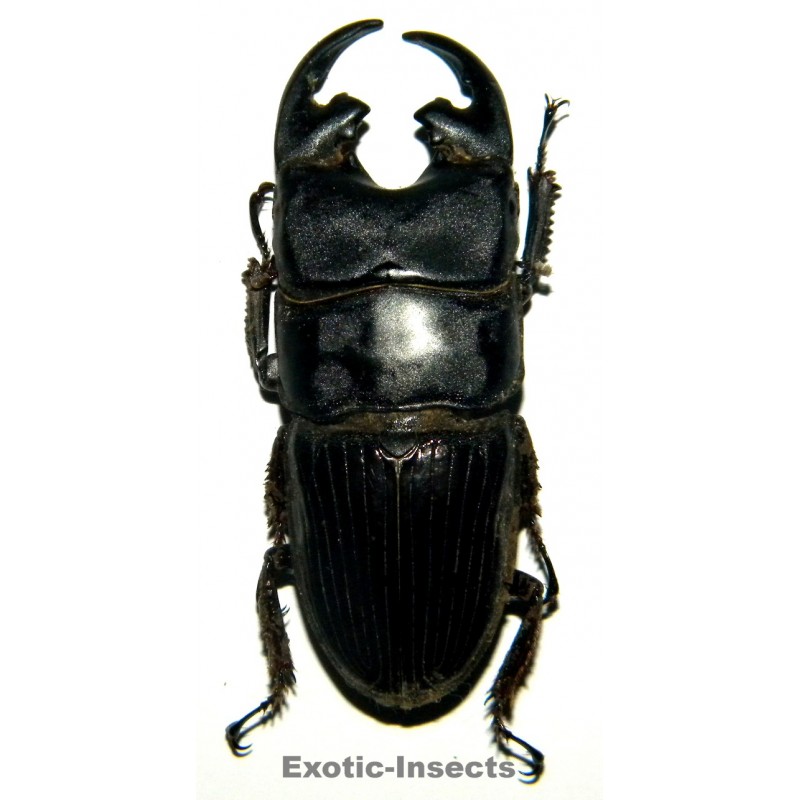 Aegus platyodon leopoldi  (40-44mm)