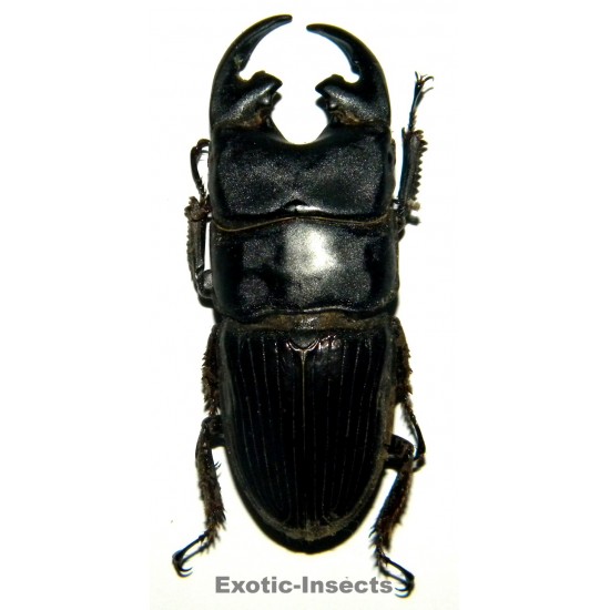 Aegus platyodon leopoldi  (40-44mm)