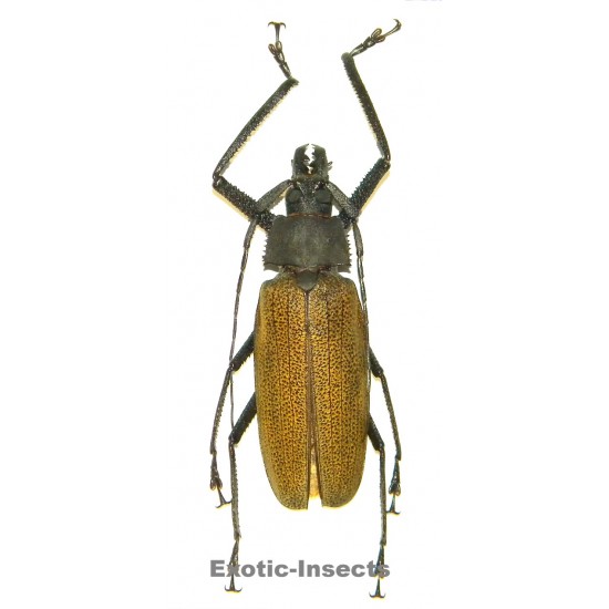 Xixuthrus granulipennis (104mm)  SPECIMEN 14