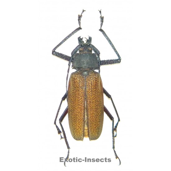 Xixuthrus granulipennis (86mm)  SPECIMEN 01