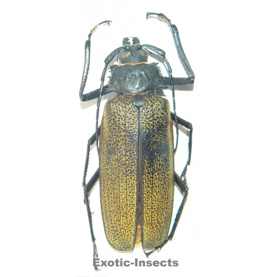 Xixuthrus granulipennis (65mm)  SPECIMEN 13