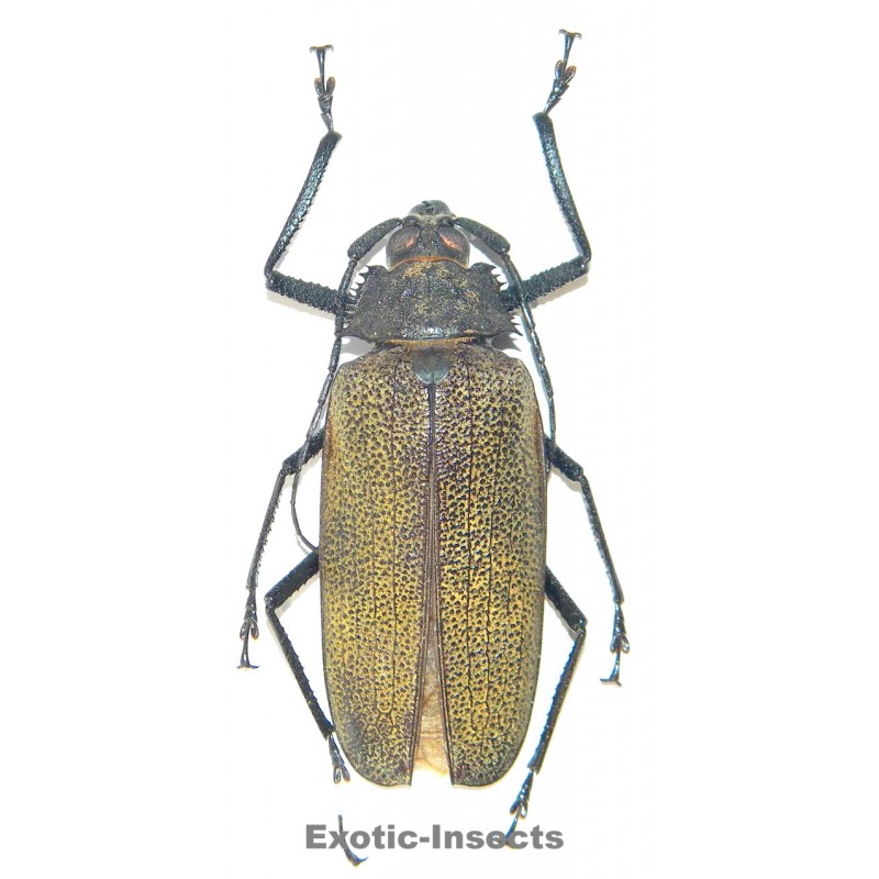 Xixuthrus granulipennis (72mm)  SPECIMEN 09