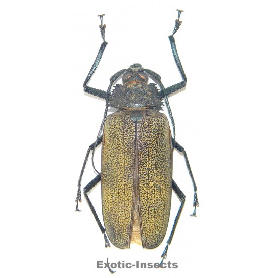 Xixuthrus granulipennis (72mm)  SPECIMEN 09