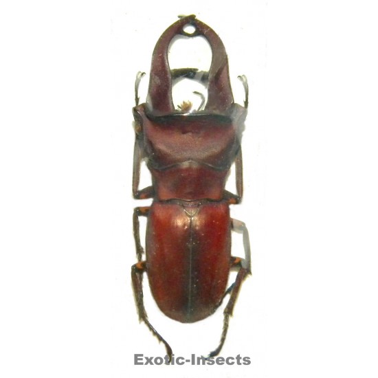 Cyclommatus kaupi (40-44mm)