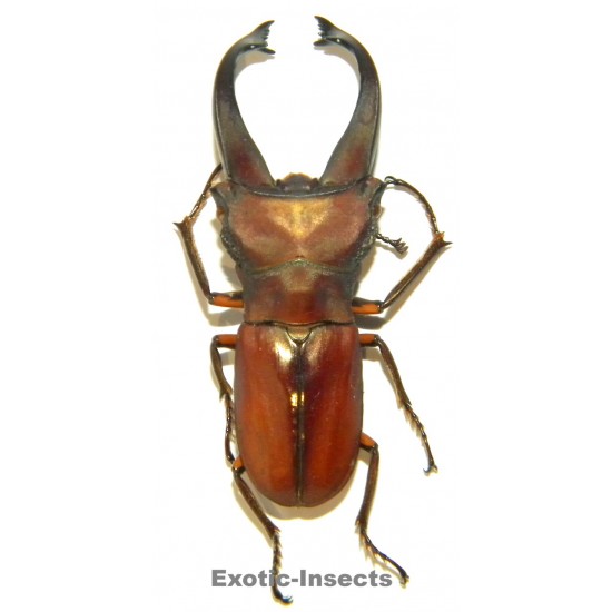 Cyclommatus eximius (47mm)  SPECIMEN 01