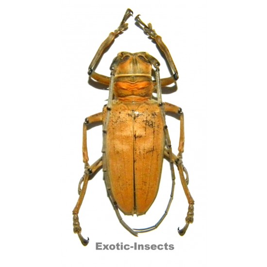 Rosenbergia mandibularis  (40-44mm)