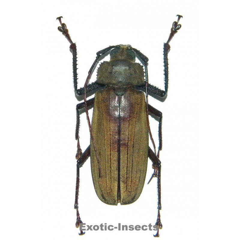 Xixuthrus axis  (65-69mm)