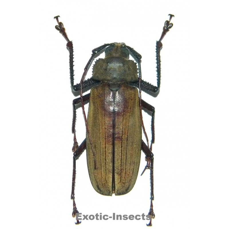Xixuthrus axis  (50-54mm)