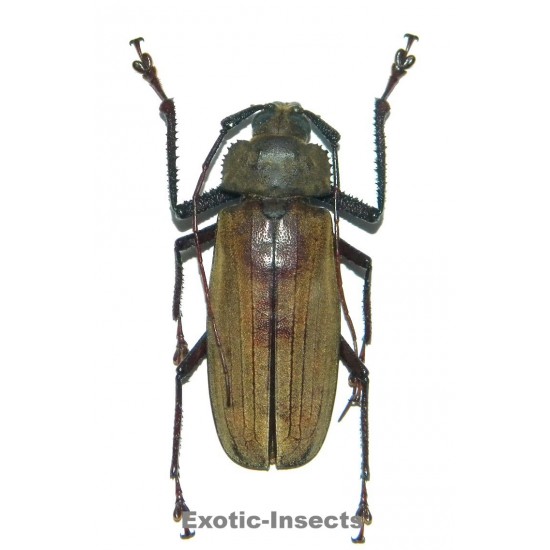 Xixuthrus axis  (70-74mm)