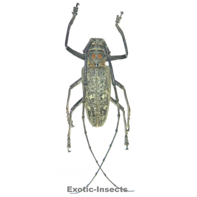 Batocera humeridens  (55-59mm)